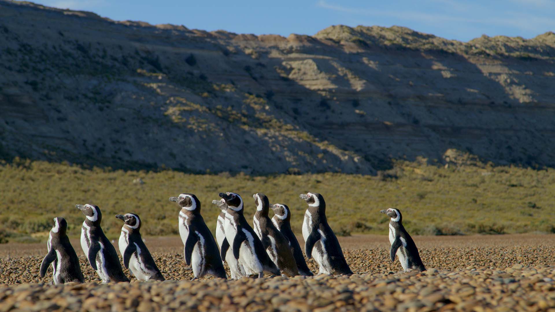 PATAGONIA_Desert Coast_Magellanic Penguins on beach