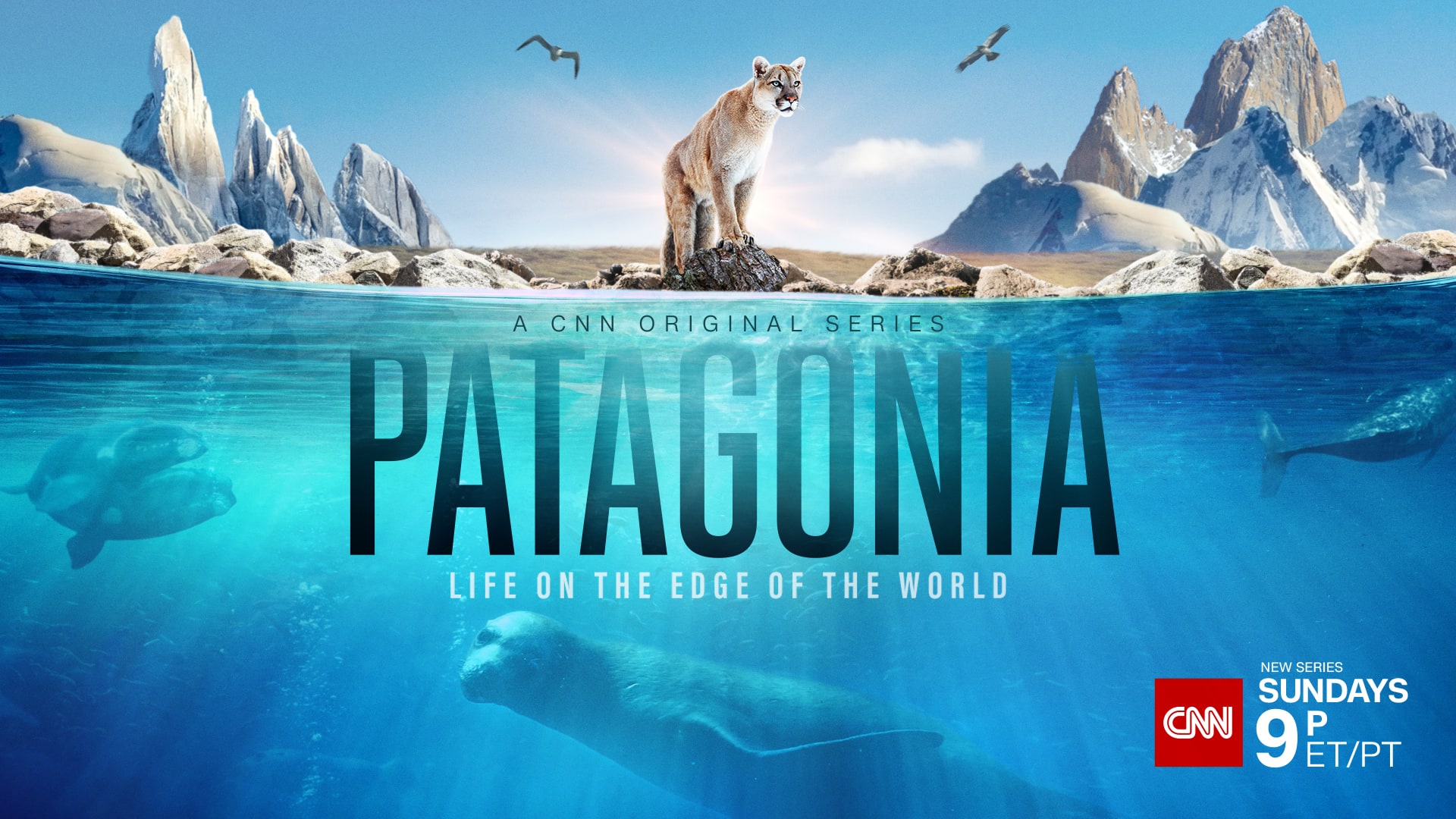 Patagonia | CNN Creative Marketing