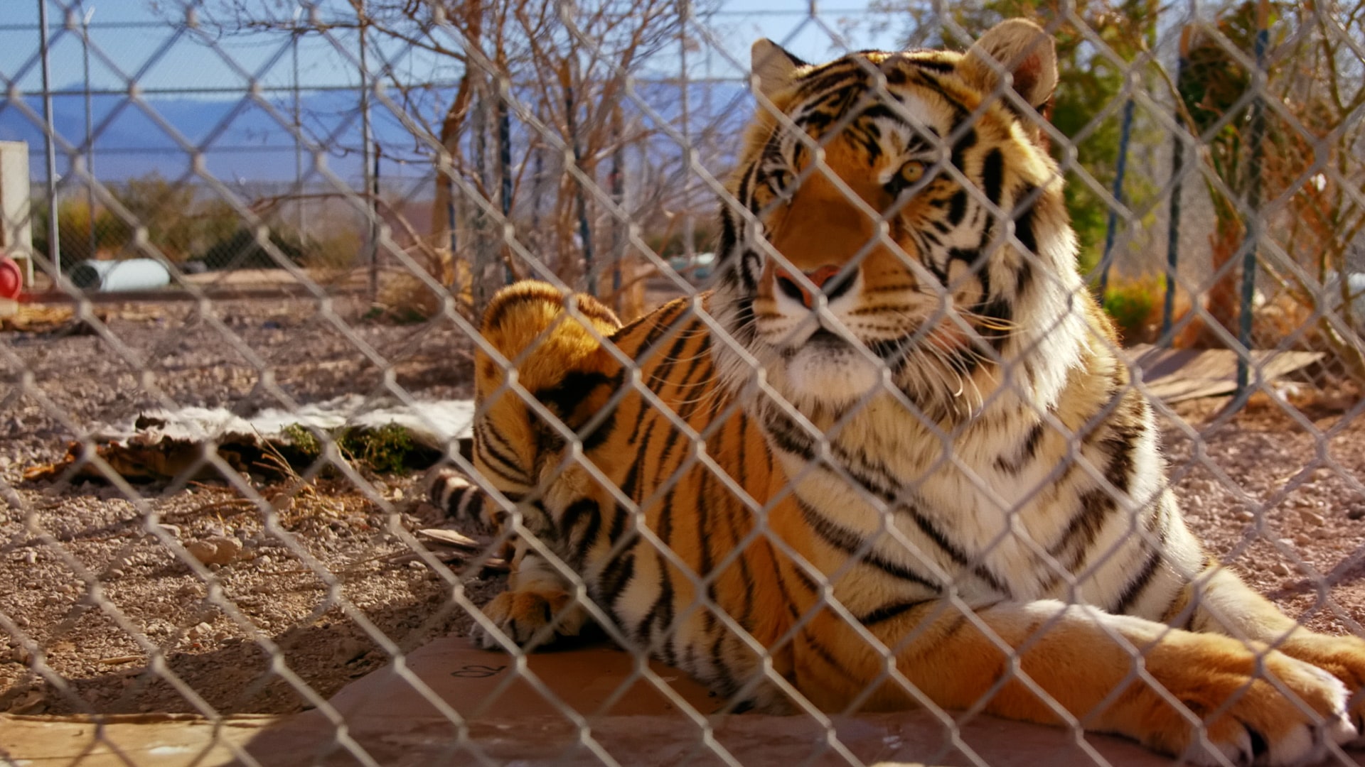 cnnos_ling_Tiger Queens